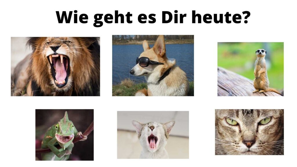 Stimmungsabfrage über Tielbilder